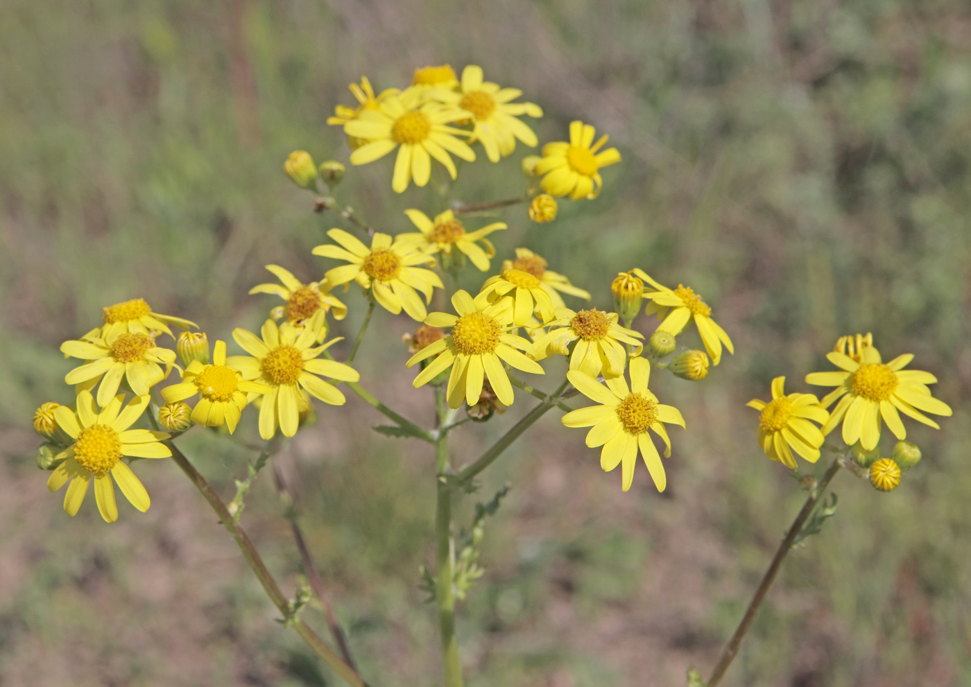 Image of Senecio vernalis specimen.