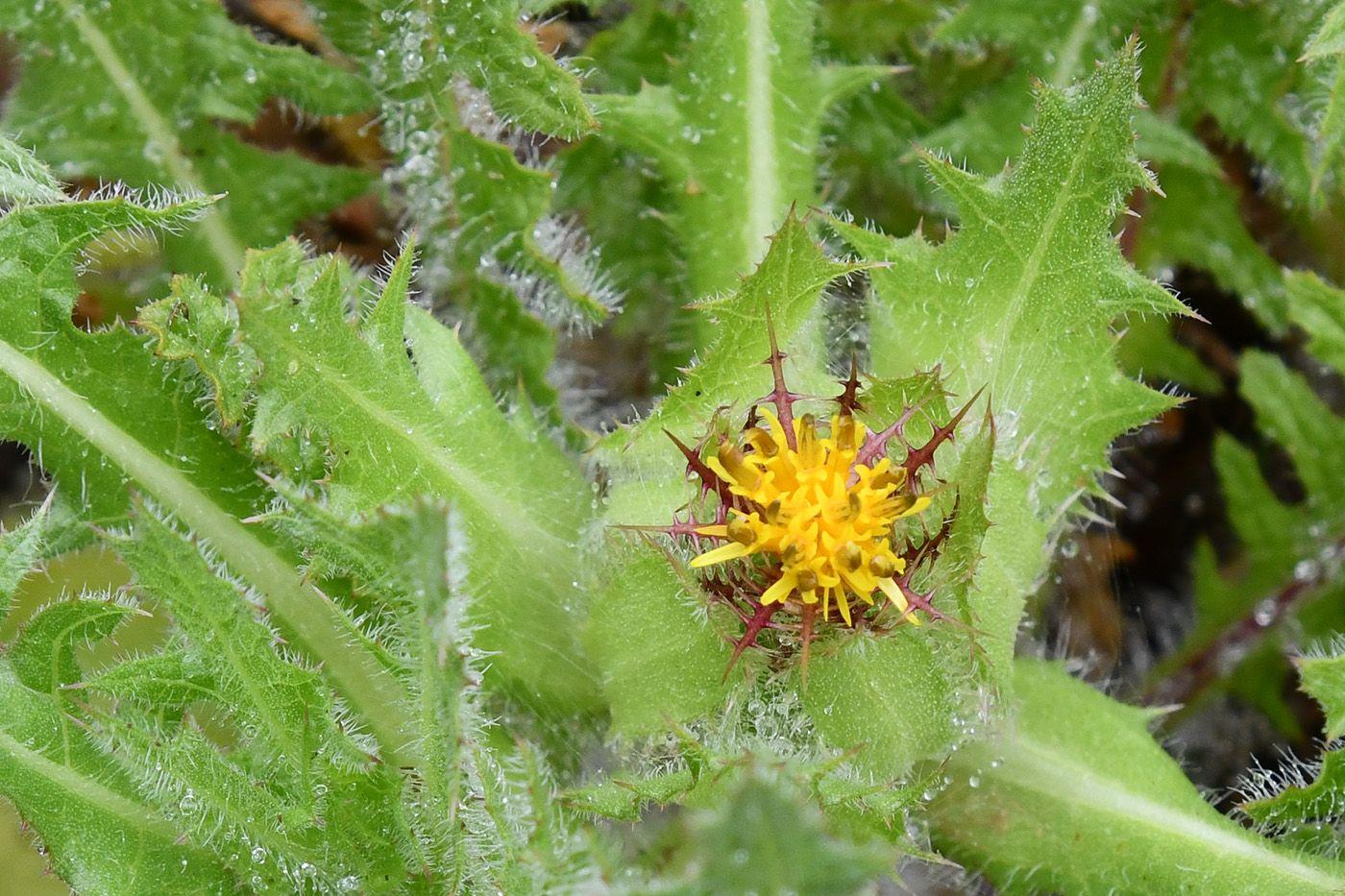 Image of Centaurea benedicta specimen.