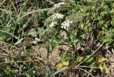 семейство Apiaceae