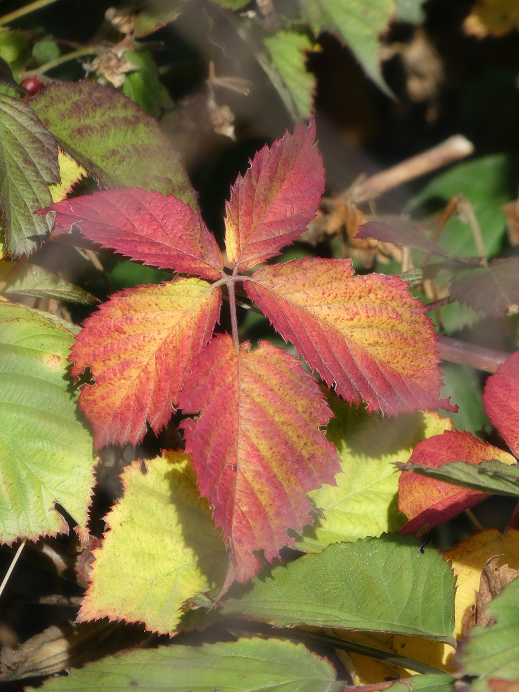 Изображение особи Parthenocissus quinquefolia.