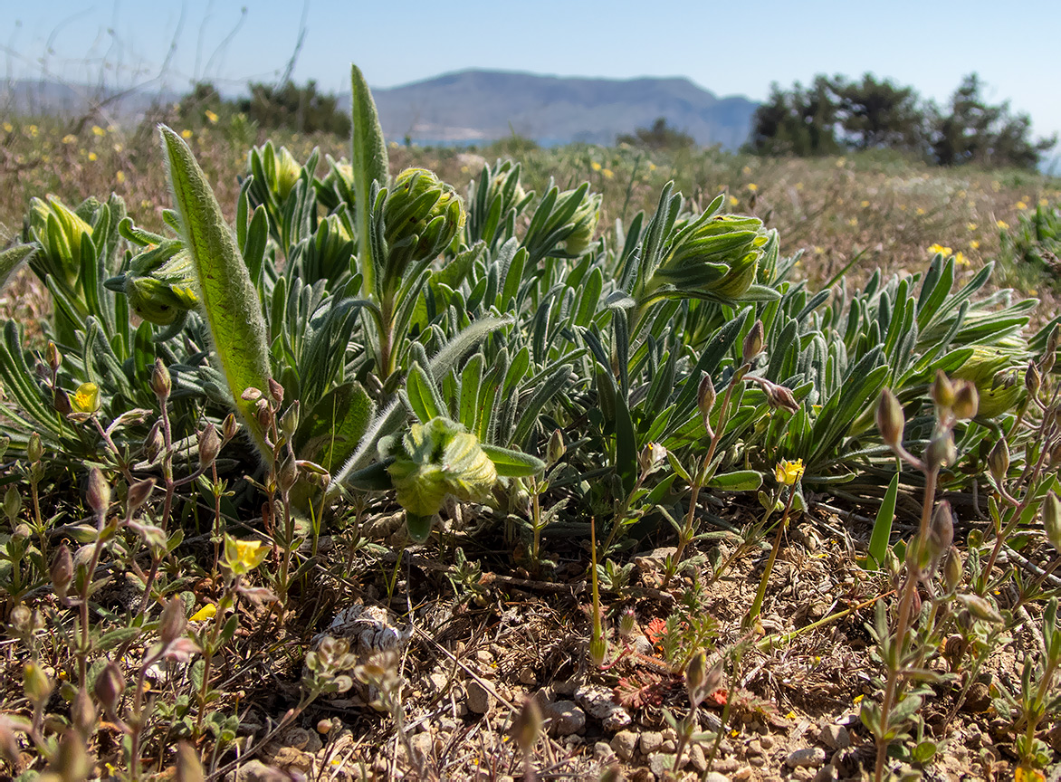 Image of Onosma taurica specimen.