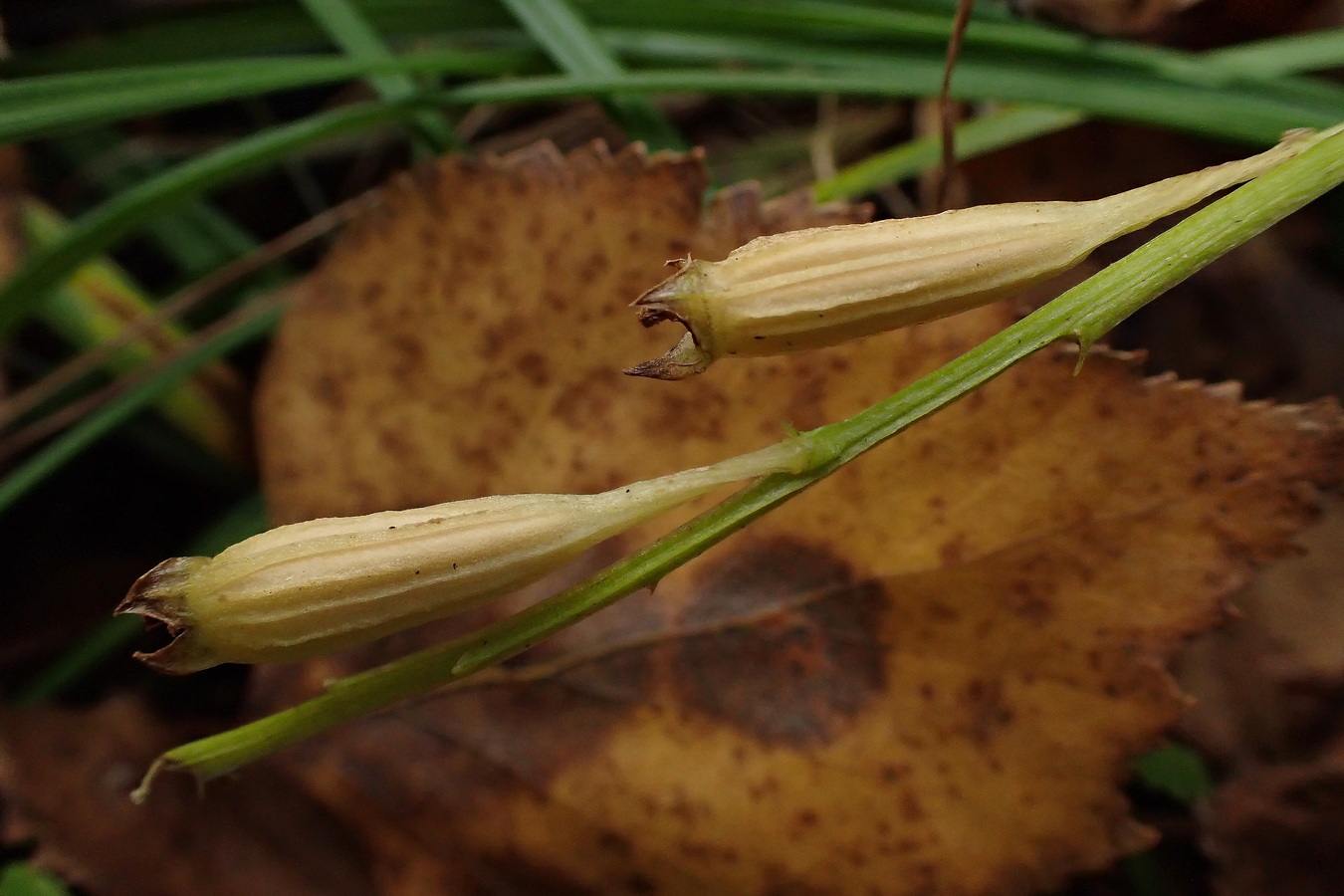 Image of Liparis kumokiri specimen.