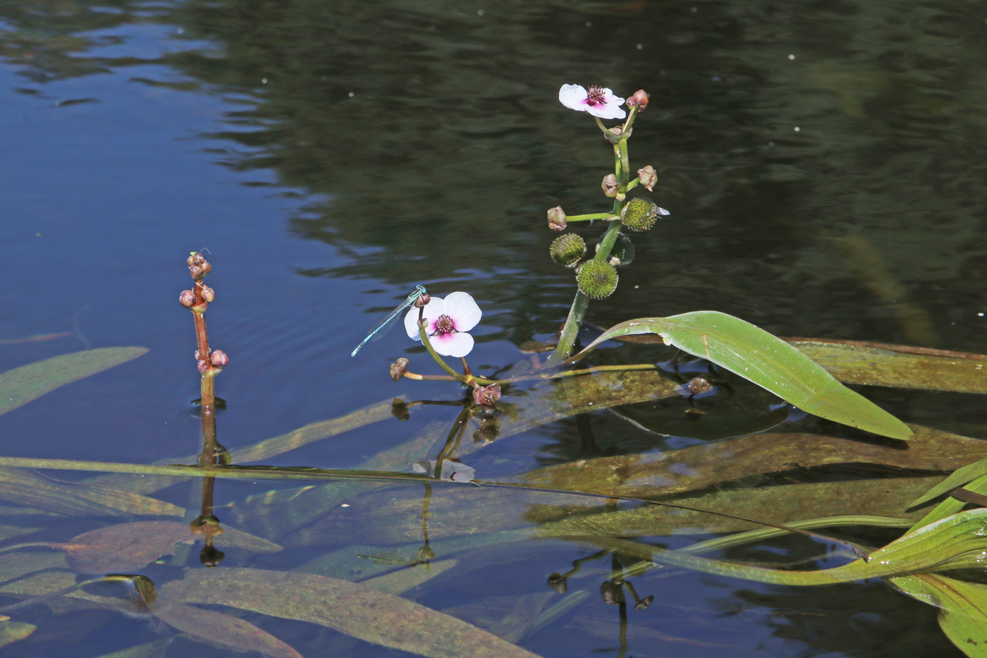 Изображение особи Sagittaria sagittifolia.