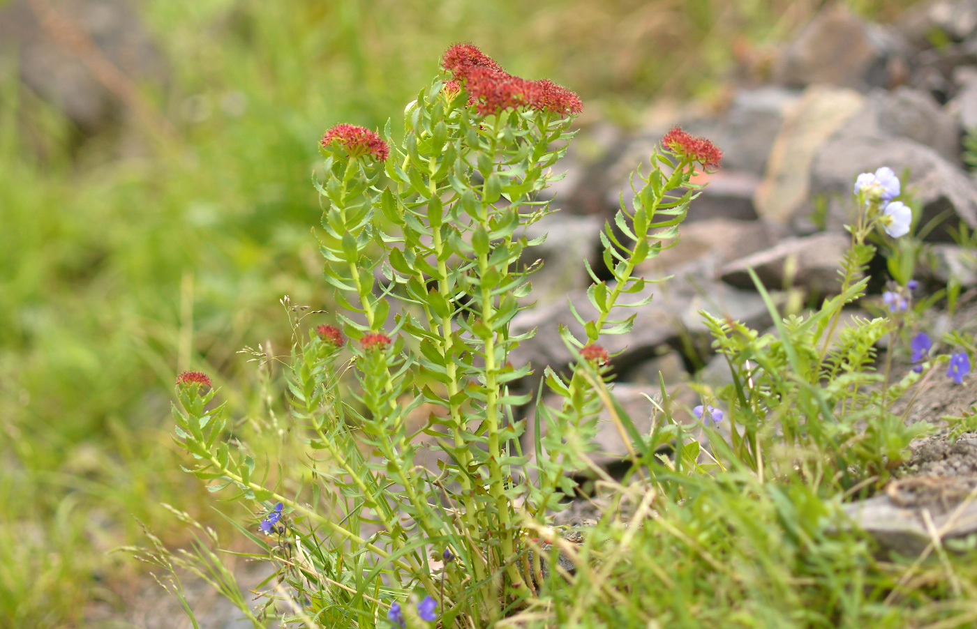 Image of Rhodiola rosea specimen.
