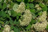 Hydrangea arborescens. Верхушки ветвей с соцветиями. Московская обл., г. Железнодорожный, в культуре. 22.09.2025.