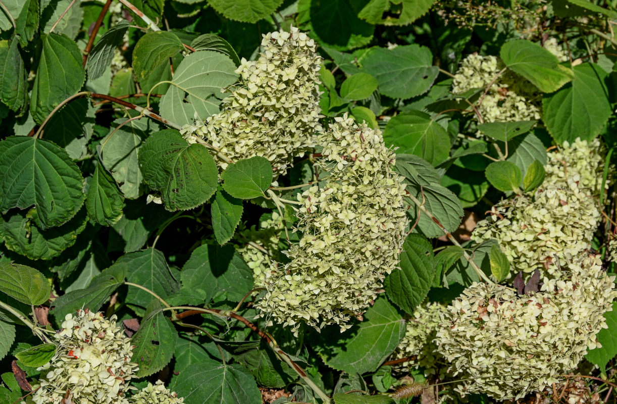 Image of Hydrangea arborescens specimen.