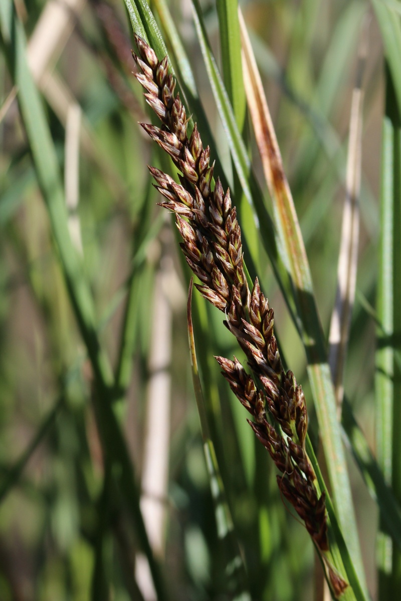 Изображение особи Carex diandra.