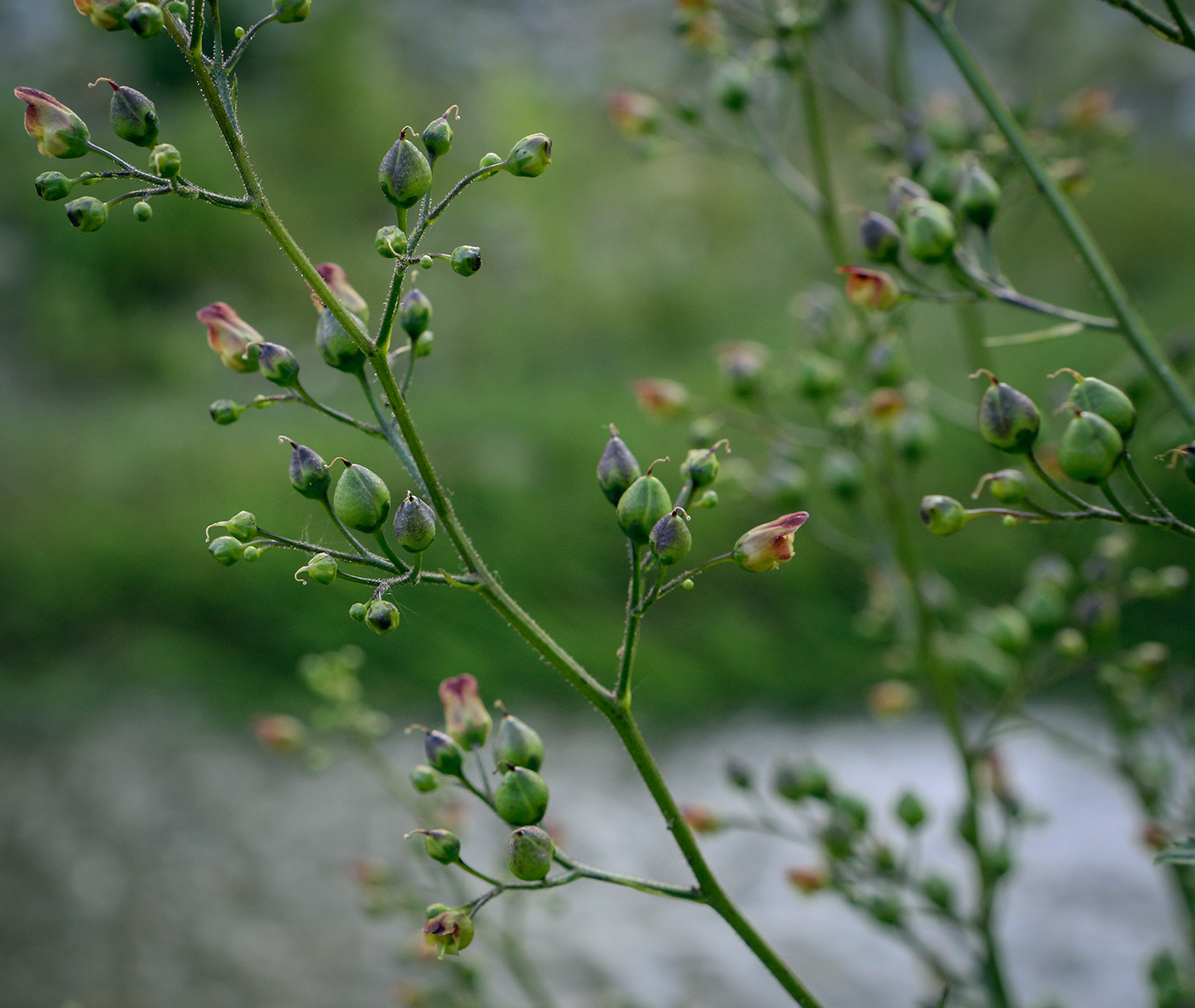 Изображение особи Scrophularia nodosa.
