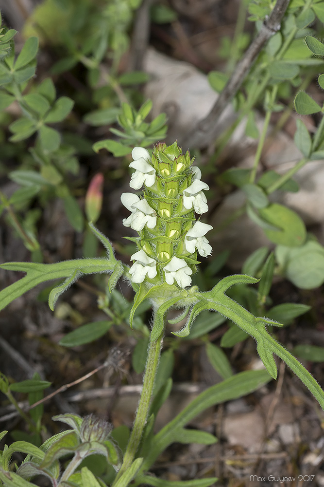 Изображение особи Prunella laciniata.