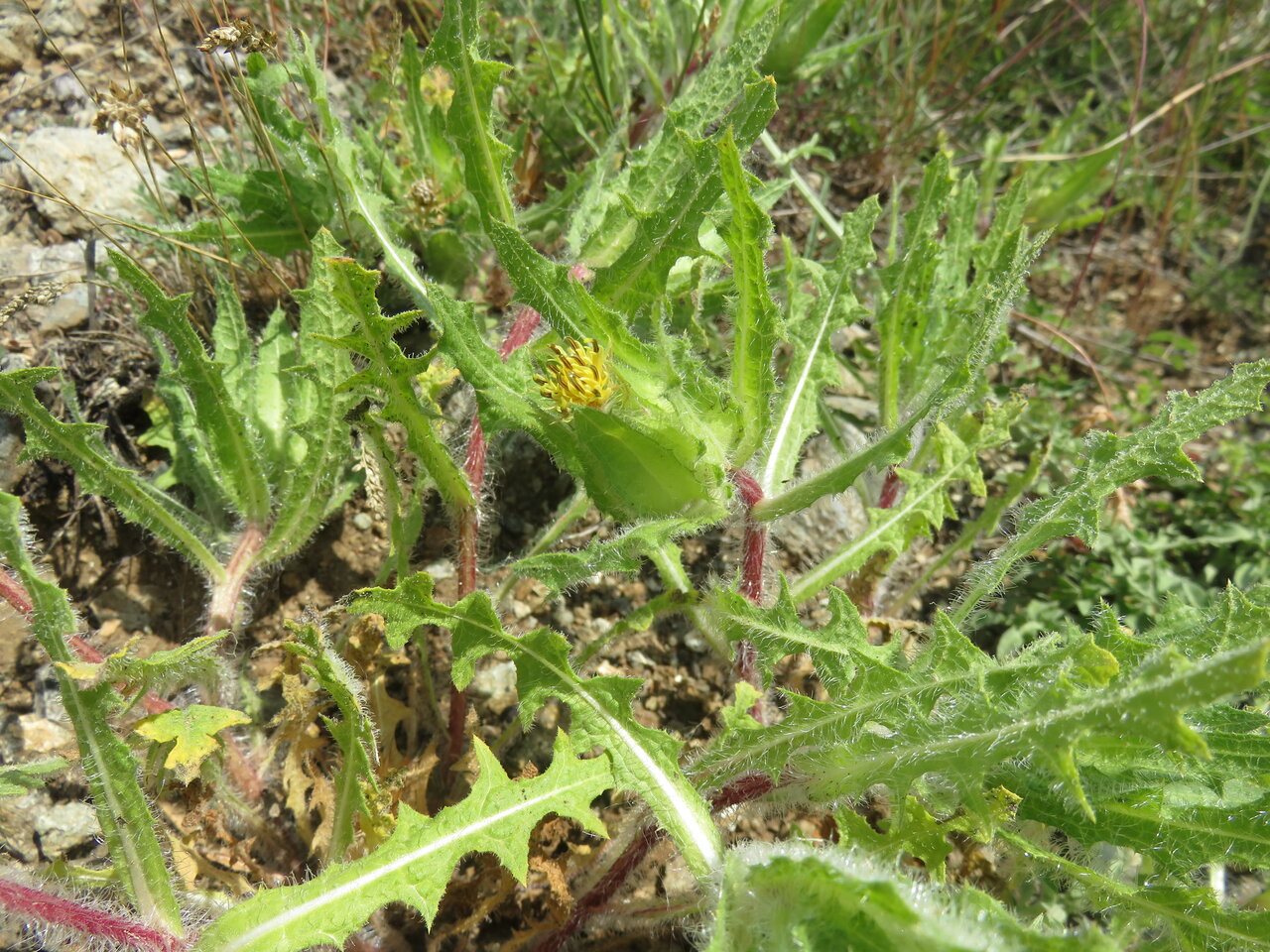 Изображение особи Centaurea benedicta.