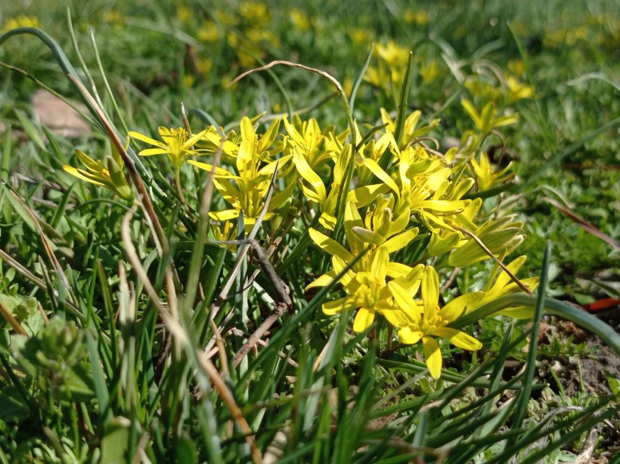 Image of genus Gagea specimen.