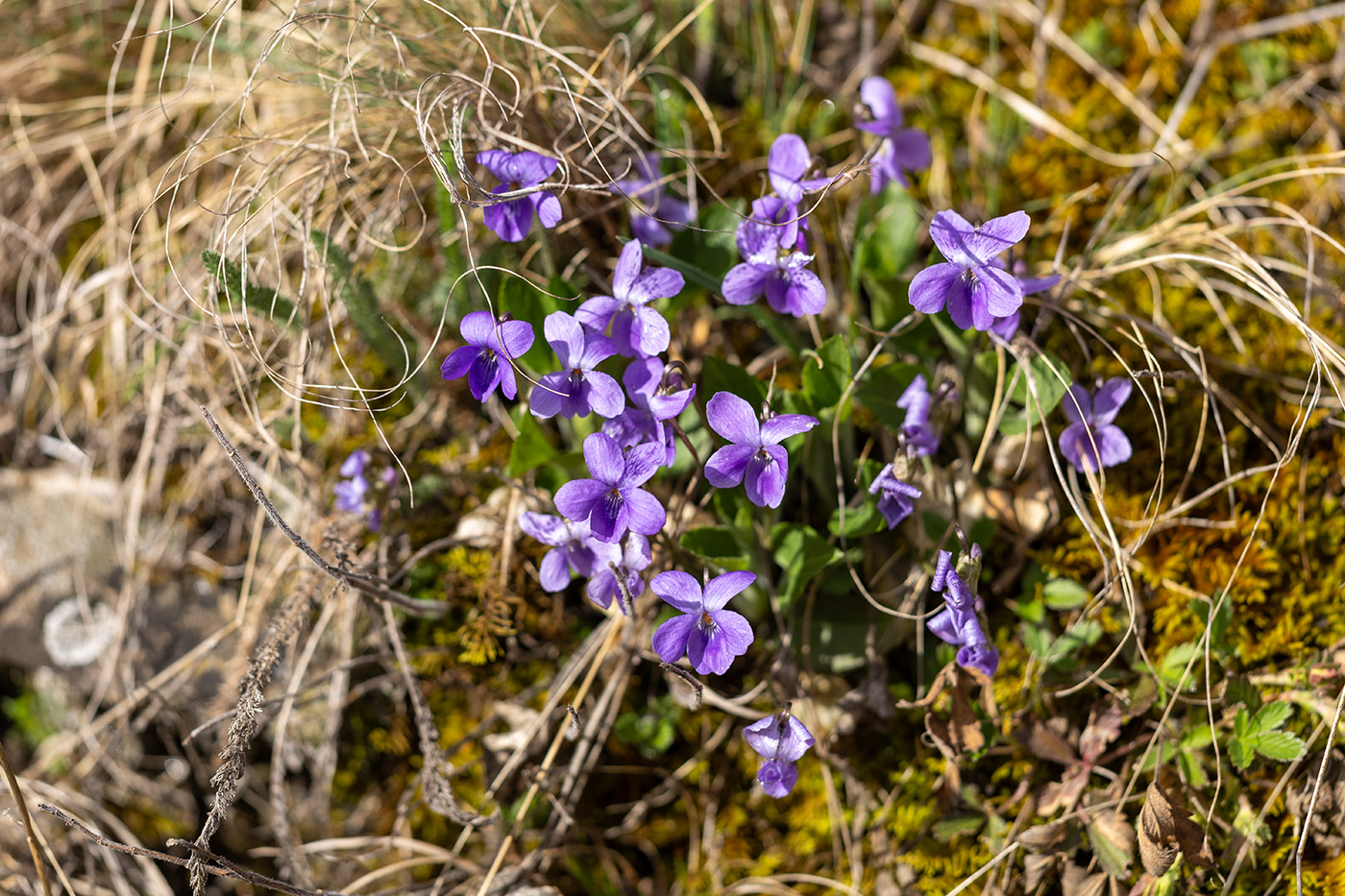 Image of genus Viola specimen.