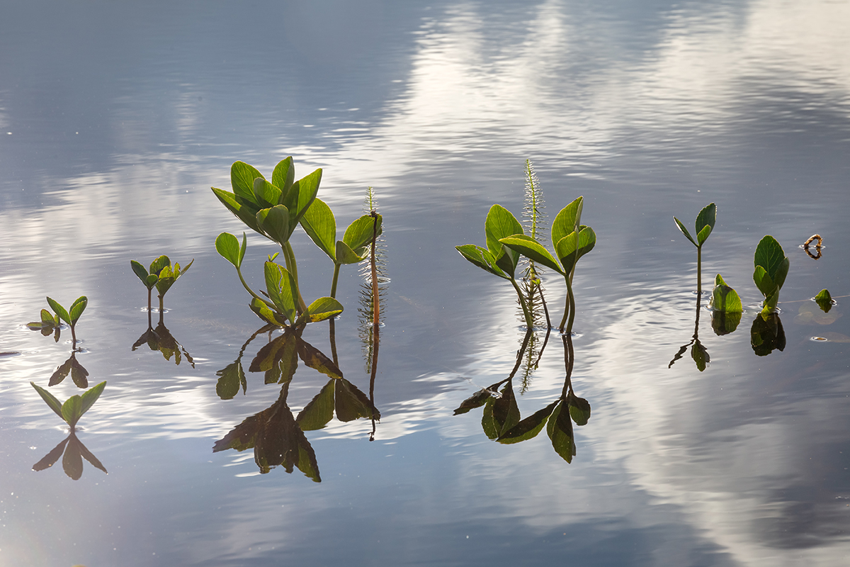 Изображение особи Menyanthes trifoliata.