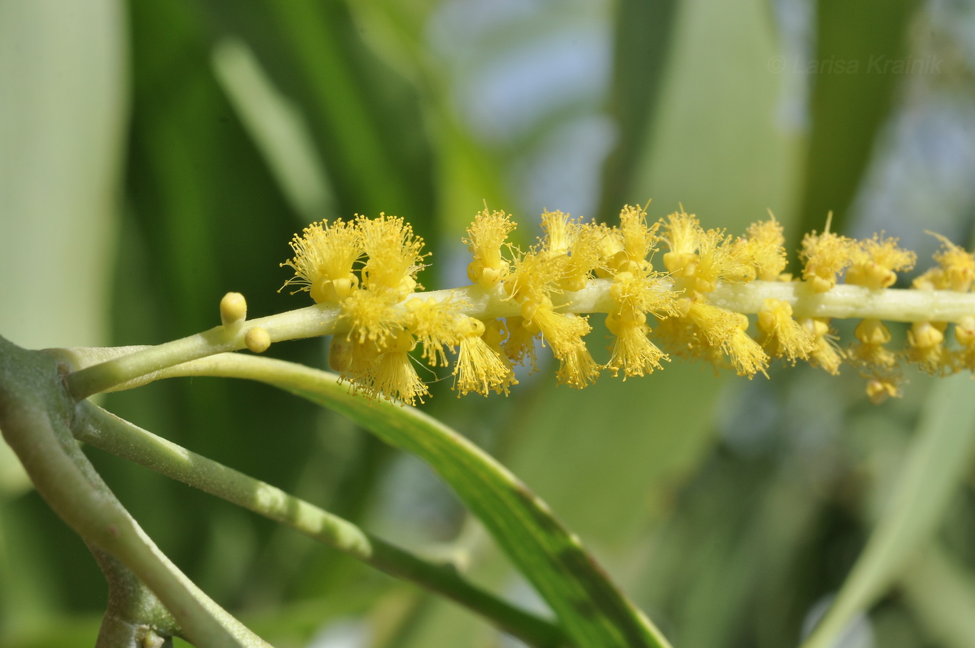 Image of Acacia auriculiformis specimen.
