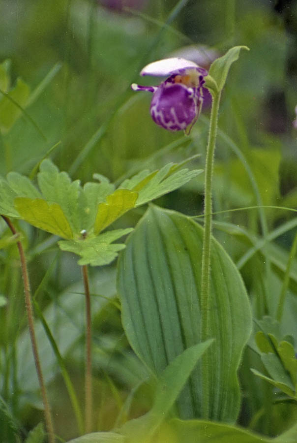 Image of Cypripedium guttatum specimen.