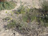 Ranunculus platyspermus