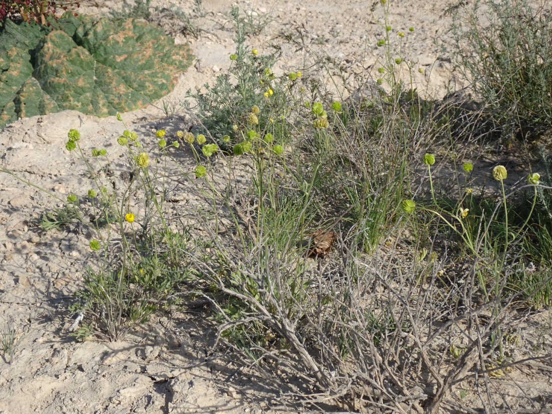 Image of Ranunculus platyspermus specimen.
