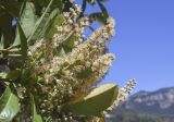 Lauro-cerasus officinalis. Верхушка ветви с соцветиями. Испания, Каталония, пров. Барселона, комарка Осона, муниципалитет Виланова-де-Сау, водохранилище Сау, озеленение парковочной площадки. 14.04.2026.