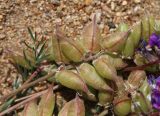 Oxytropis hailarensis. Соплодие. Приморский край, Ханкайский р-н, окр. с. Троицкое, берег оз. Ханка, на песках. 25.05.2026.