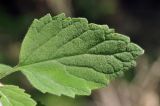 Scutellaria dentata. Лист. Приморский край, Уссурийский гор. округ, с. Монакино, широколиственное редколесье. 13.06.2026.