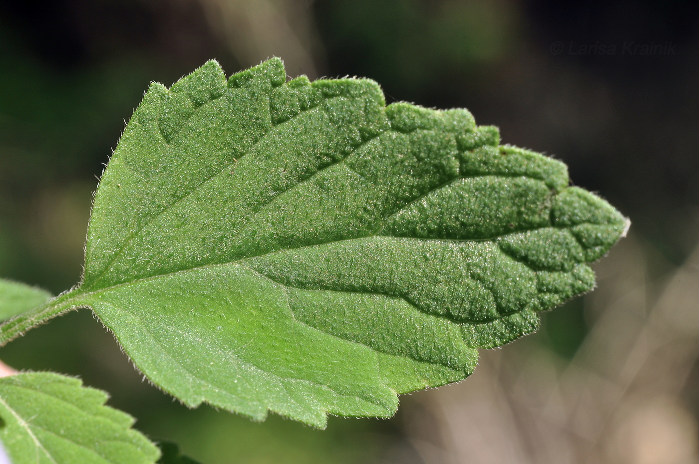Изображение особи Scutellaria dentata.