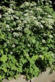Aegopodium podagraria. Цветущие растения. Санкт-Петербург, Кировский р-н, край палисадника во дворе жилого дома. 23.06.2026.