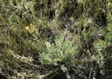 Oxytropis macrocarpa. Плодоносящее растение. Кыргызстан, Чуйская обл., Жайылский р-н, Сусамырская дол., ок. 3 км к СВ от с. Суусамыр, ок. 2300 м н.у.м., каменистый луговой склон, разнотравное сообщество. 06.07.2026.