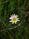 genus Tragopogon