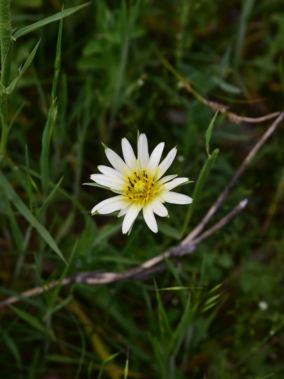 Image of Tragopogon graminifolius specimen.
