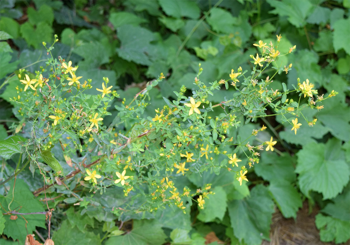 Image of Hypericum perforatum specimen.