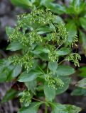 familia Rubiaceae. Верхушка побега с распускающимися соцветиями. Португалия, о-в Мадейра, верховья р. Рибейра-Гранде, ≈ 1000 м н.у.м., лаврово-вересковый лес, на скале. 10.06.2026.