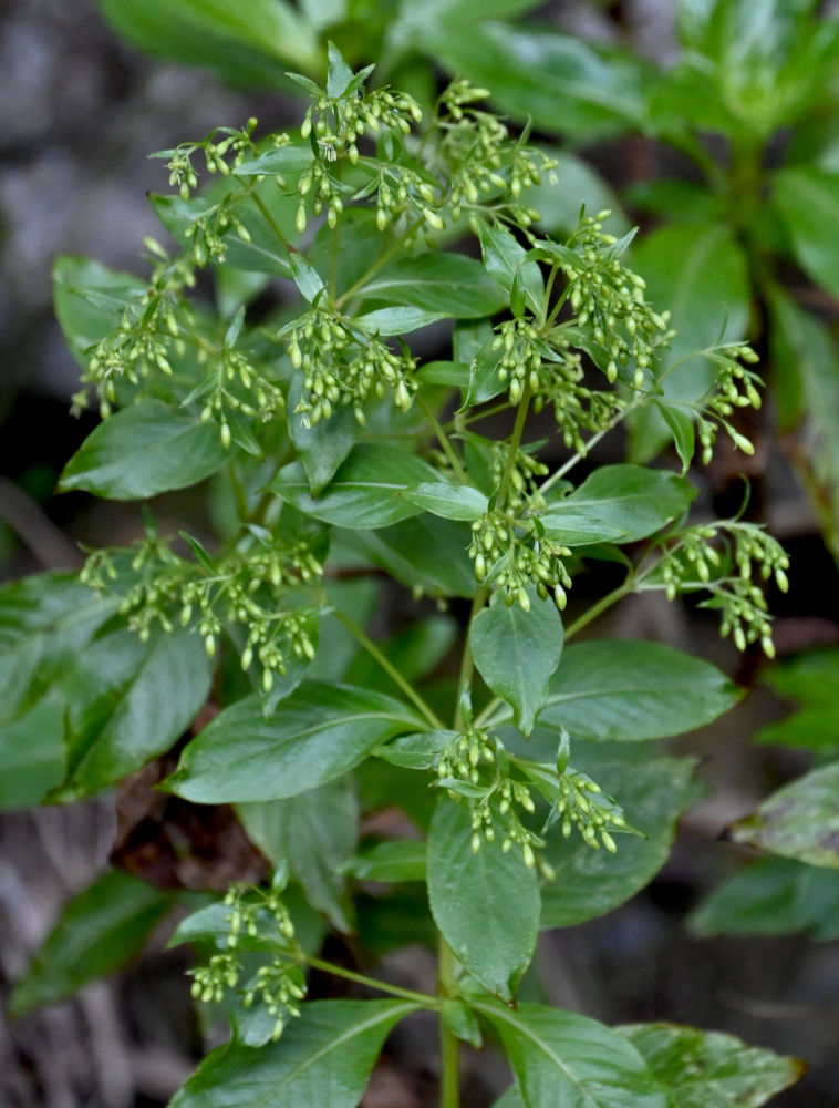 Image of familia Rubiaceae specimen.