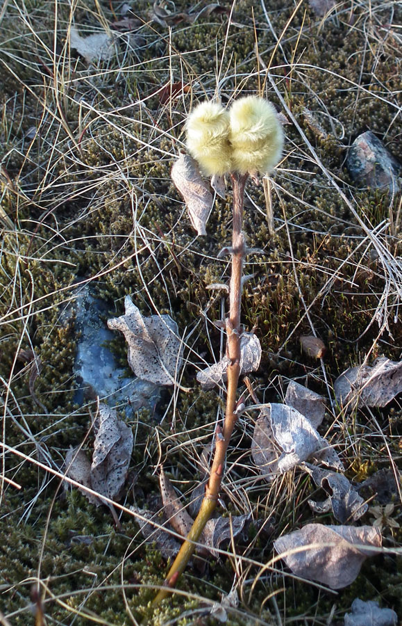 Image of Salix lanata specimen.