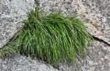 род Elymus. Цветущее растение. Китай, пров. Шэньси, национальный парк \"Хуашань\", ≈ 2000 м н.у.м., на скале. 02.06.2025.