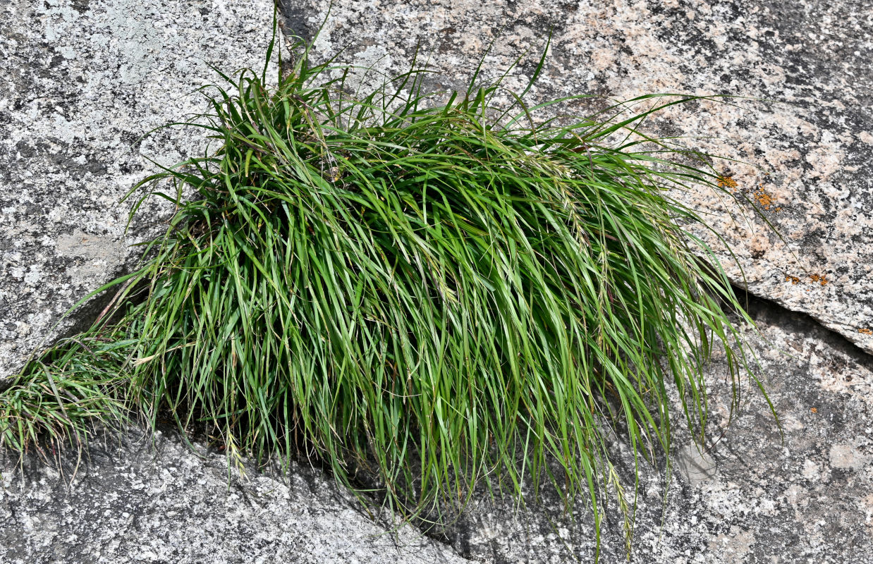Изображение особи род Elymus.