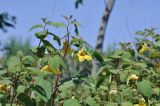 Impatiens noli-tangere. Верхушка цветущего побега. Приморье, о. Шкота, коса, полынно-кустарниковое сообщество. 27.06.2026.