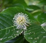unknown species. Соцветие с частично опавшими тычинками(?). Краснодарский край, г. Сочи, парк \"Дендрарий\". 17.08.2026.