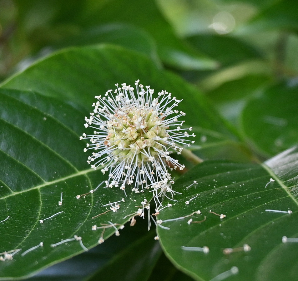 Image of Unknown species specimen.