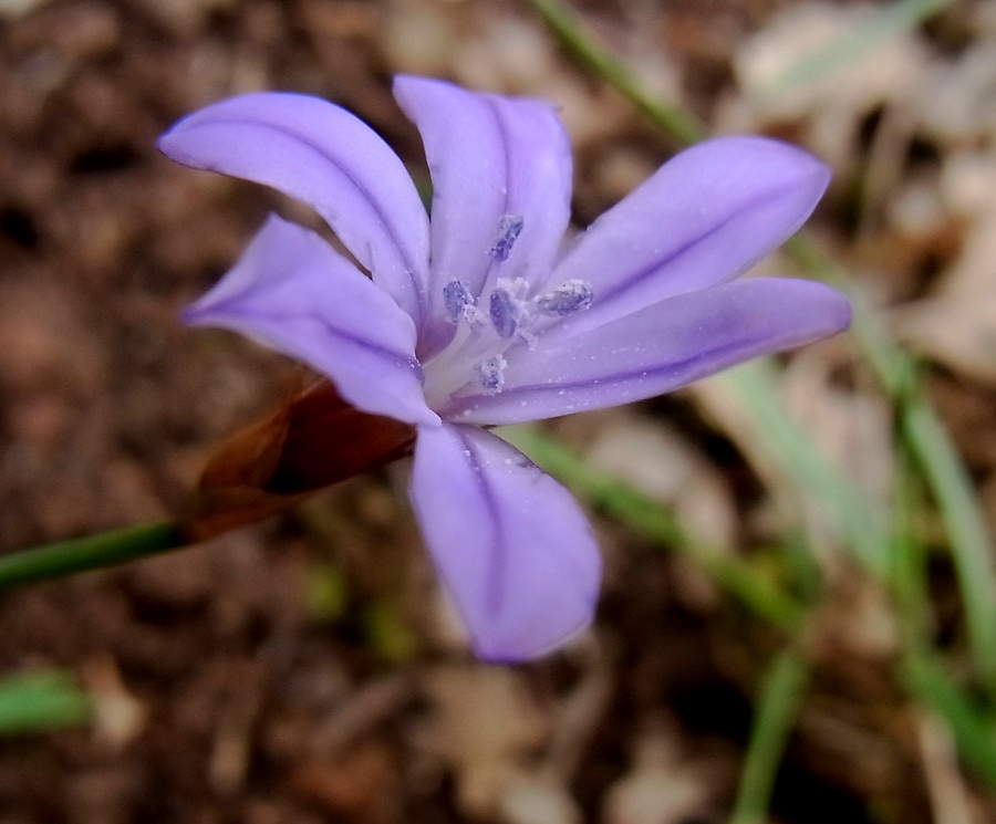 Изображение особи Aphyllanthes monspeliensis.