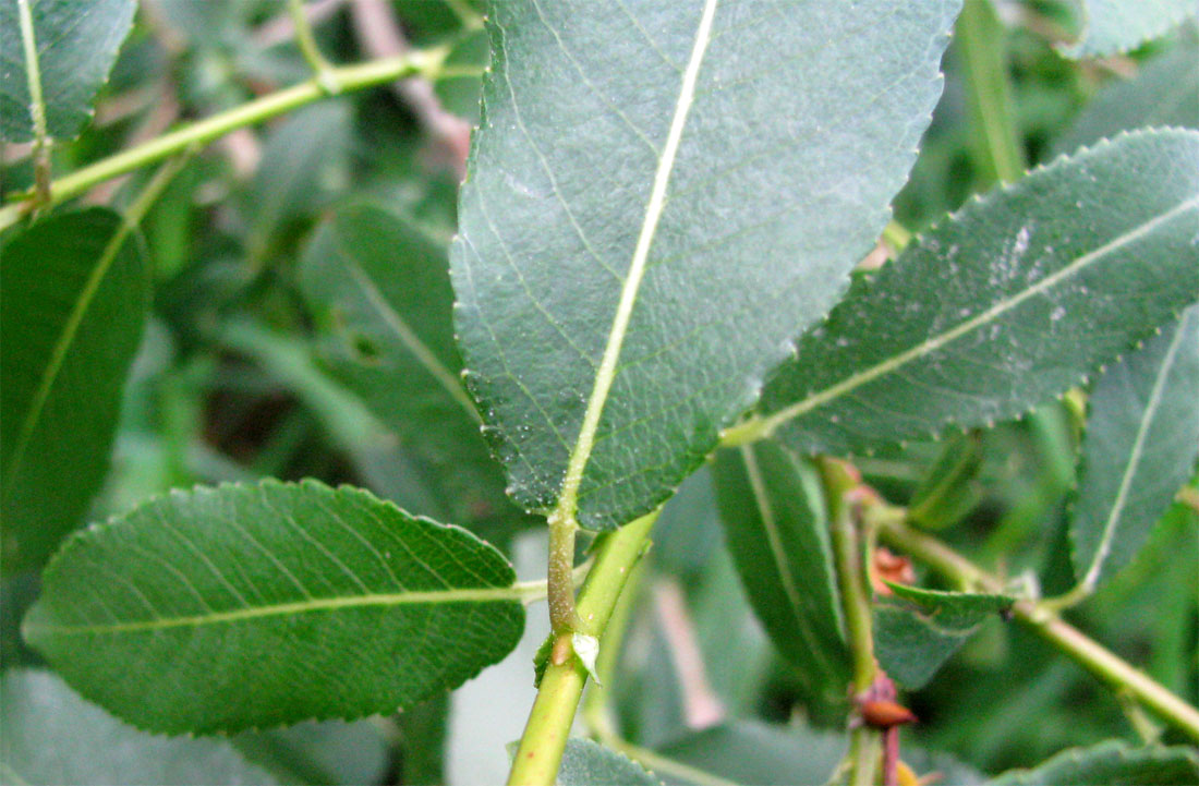 Изображение особи Salix &times; schumanniana.