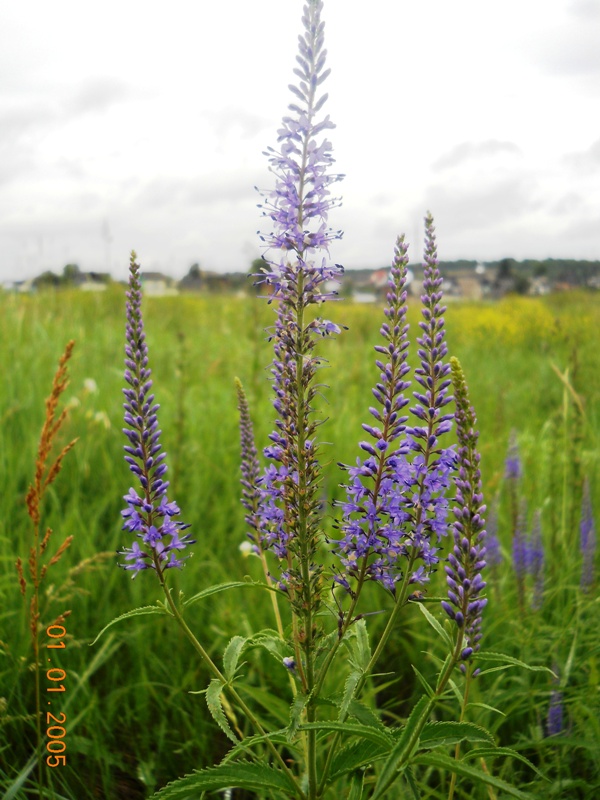 Изображение особи Veronica longifolia.