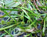 Sparganium natans