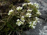 Cochlearia groenlandica