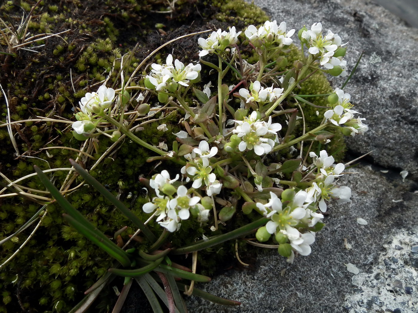 Изображение особи Cochlearia groenlandica.