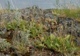 Coluria geoides. Плодоносящие растения в петрофитной настоящей (переходной к луговой) богаторазнотравной степи. Алтайский кр., Шипуновский р-н, ЮВ от с. Озёрки. \"Северный фас Алтая\", сопочно-грядовый водораздел в излучине р. Чарыш. 24.06.2011.