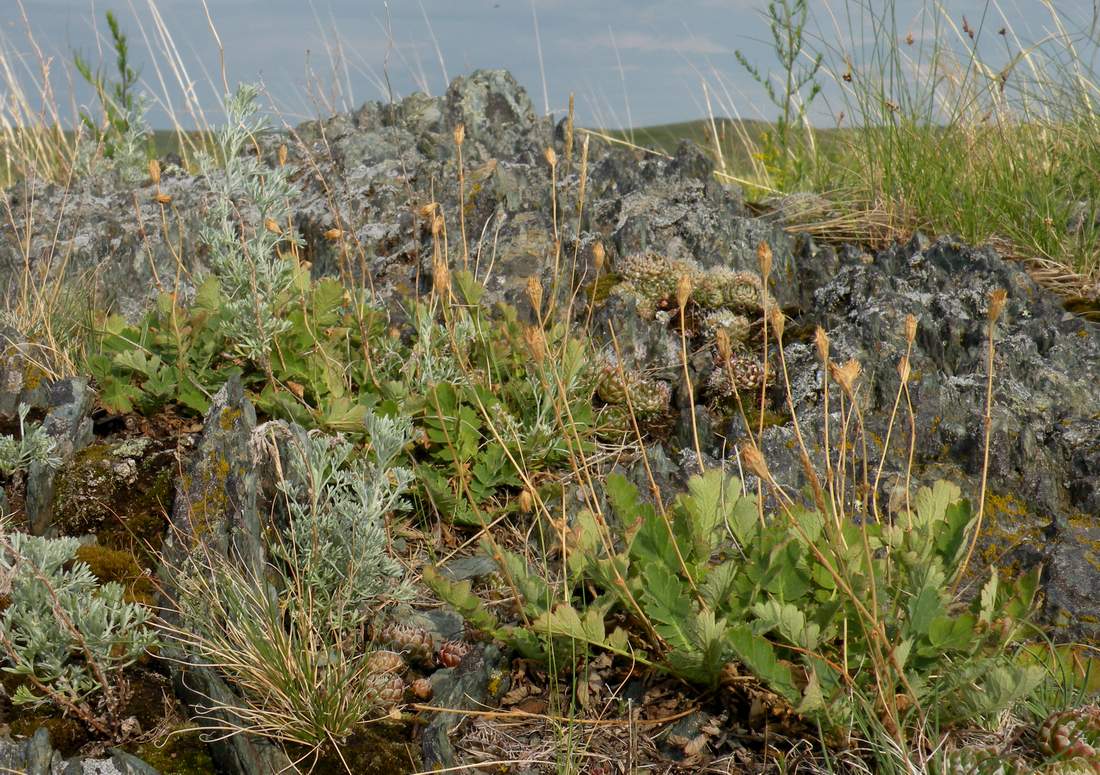 Image of Coluria geoides specimen.