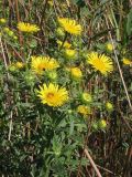 Inula britannica