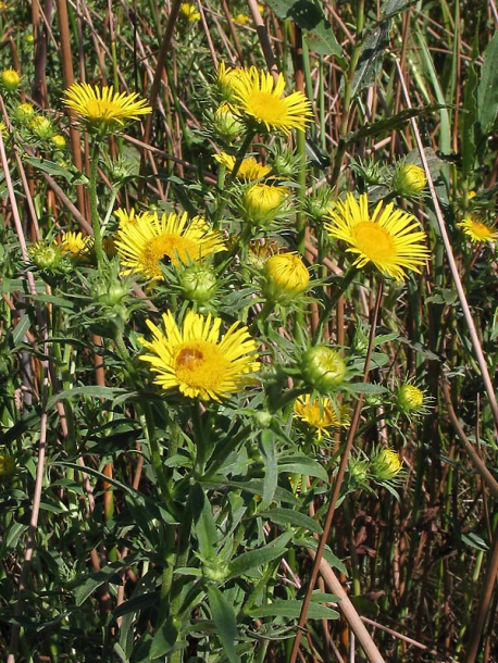 Image of Inula britannica specimen.