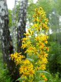 Solidago virgaurea. Верхушка цветущего растения. Новосибирская обл., Искитимский р-н, окр. пгт Линёво. 27 июля 2011 г.