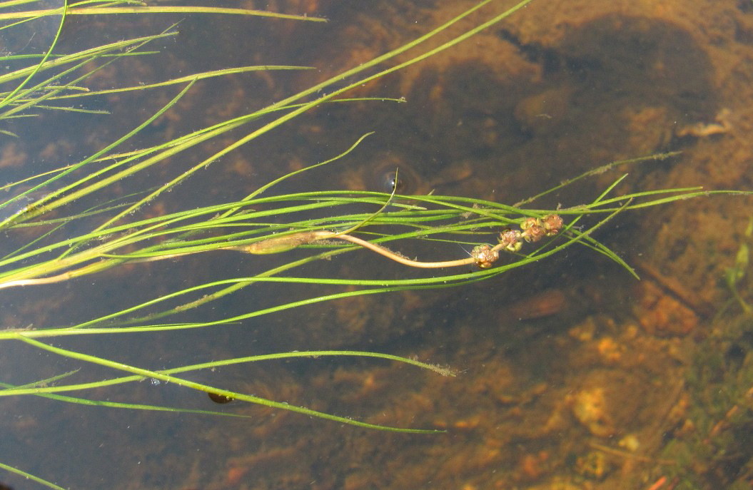 Изображение особи Potamogeton &times; suecicus.